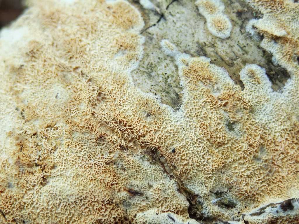 Lavoro - Crosta foto 0532 (Schizopora paradoxa)